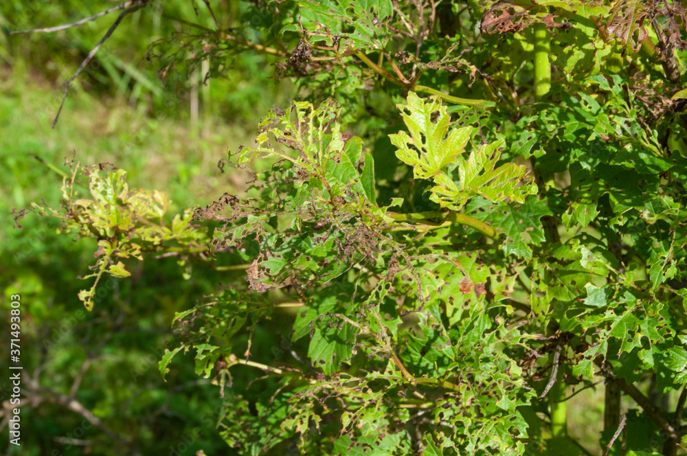 Diseases and parasites in garden plants Diseases and parasites in garden plants