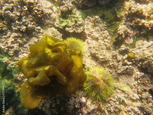 Green sea urchin  Lytechinus semituberculatus  on Foca Island  North Peru