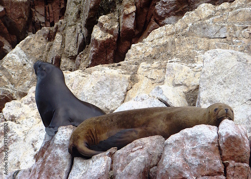 A wet and a dry South American fur seal (Arctocephalus australis) at Islas Ballestas near Paracas, Peru