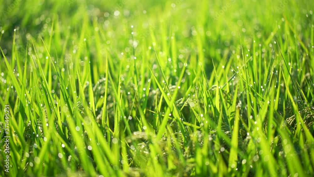 Paddy field with beautiful water drops shining against the sun Paddy field with beautiful water drops shining against the sun