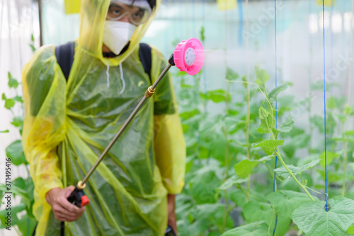 Farmer spraying the Insecticide in melon farm for protect it from insecs photo