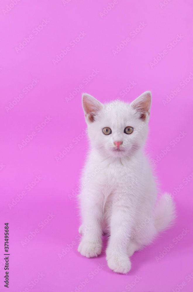 White cute small kitten on pink background with copy space