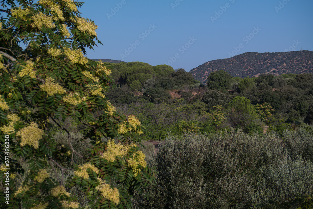 krajobraz góra las drzewa liście lato natura 