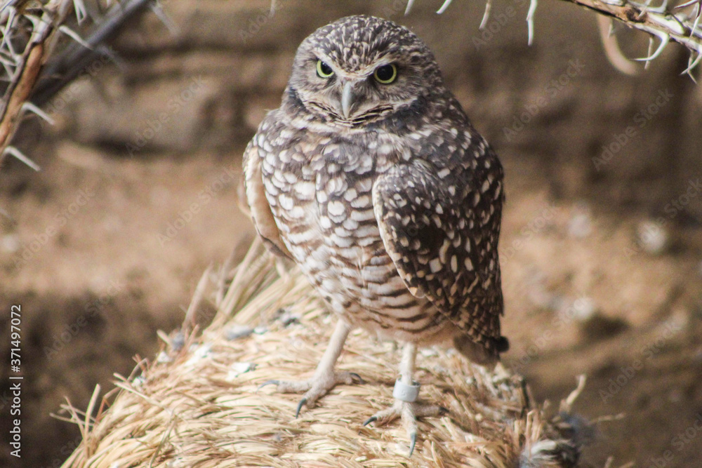 Owl Owl