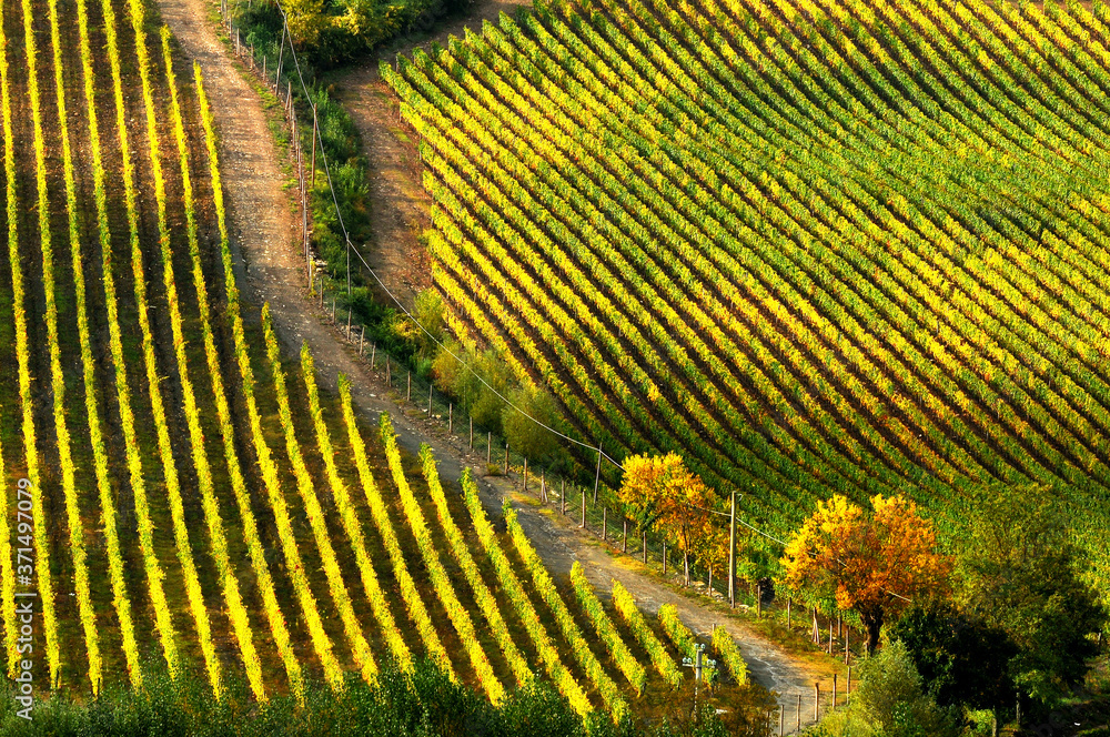 Fototapeta premium Spectacular rows of yellow vineyards in Chianti region during autumn season. Tuscany, Italy.