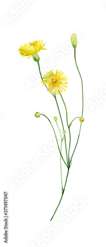 Watercolor yellow wild flower on white background. For congratulations, invitations, anniversaries, weddings, birthday