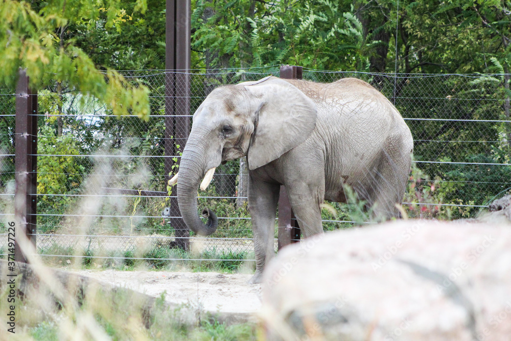 Fototapeta premium elephant
