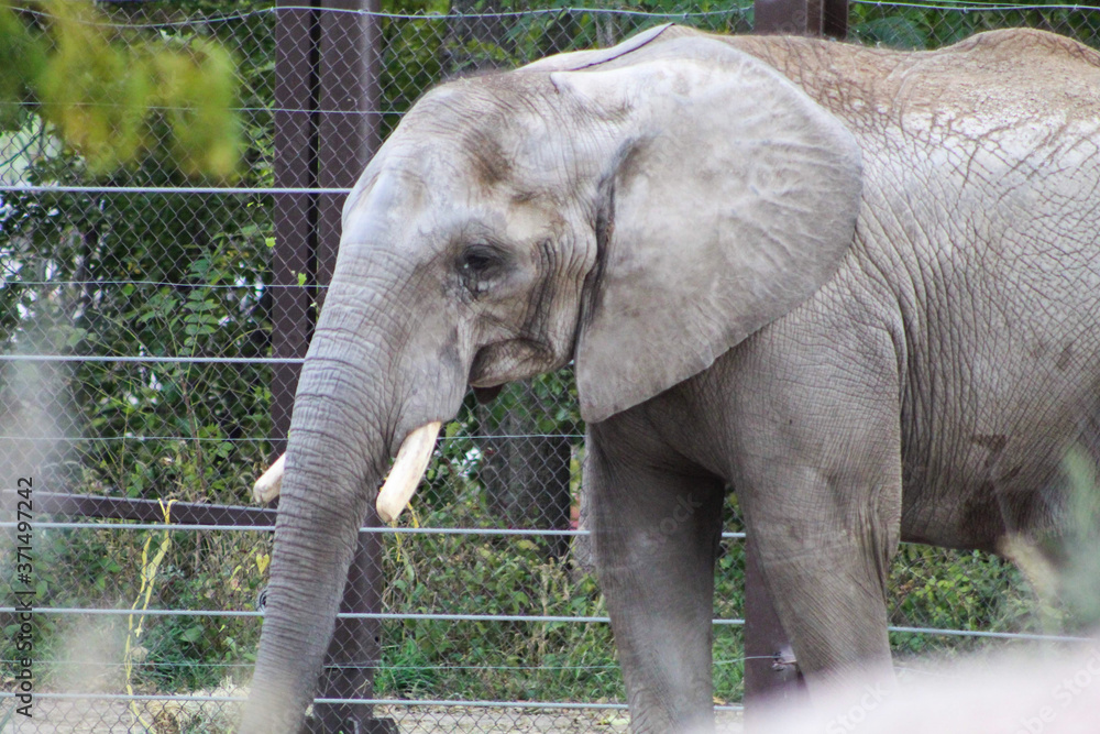 Fototapeta premium close elephant