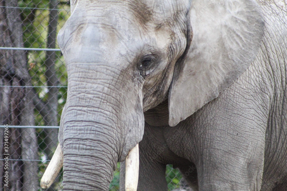 elephant elephant