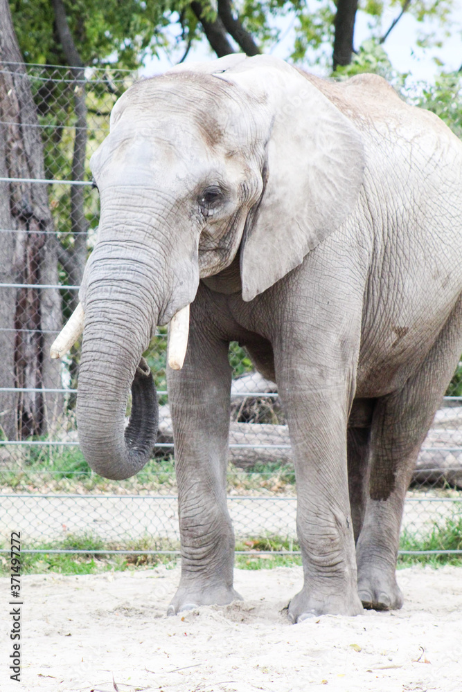 Fototapeta premium elephant in the zoo