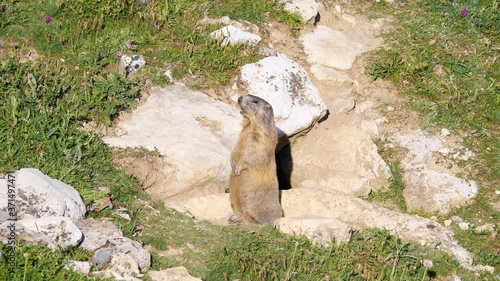 Wachsames Murmeltier (Marmota marmota) vor Murmeltierhöhle stößt Warnrufe aus photo