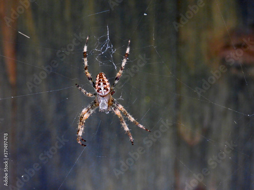 Wallpaper Mural Kreuzspinne, 7 Beine Torontodigital.ca