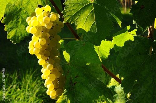 Bunch of white grapes in a vineyard in tuscany. Summer season. italy