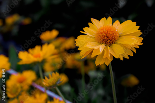 yellow flowers on the garden
