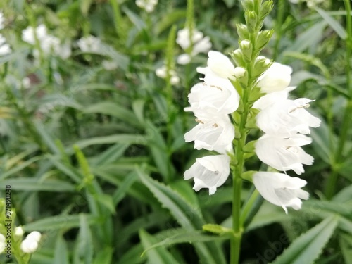 grass and flowers