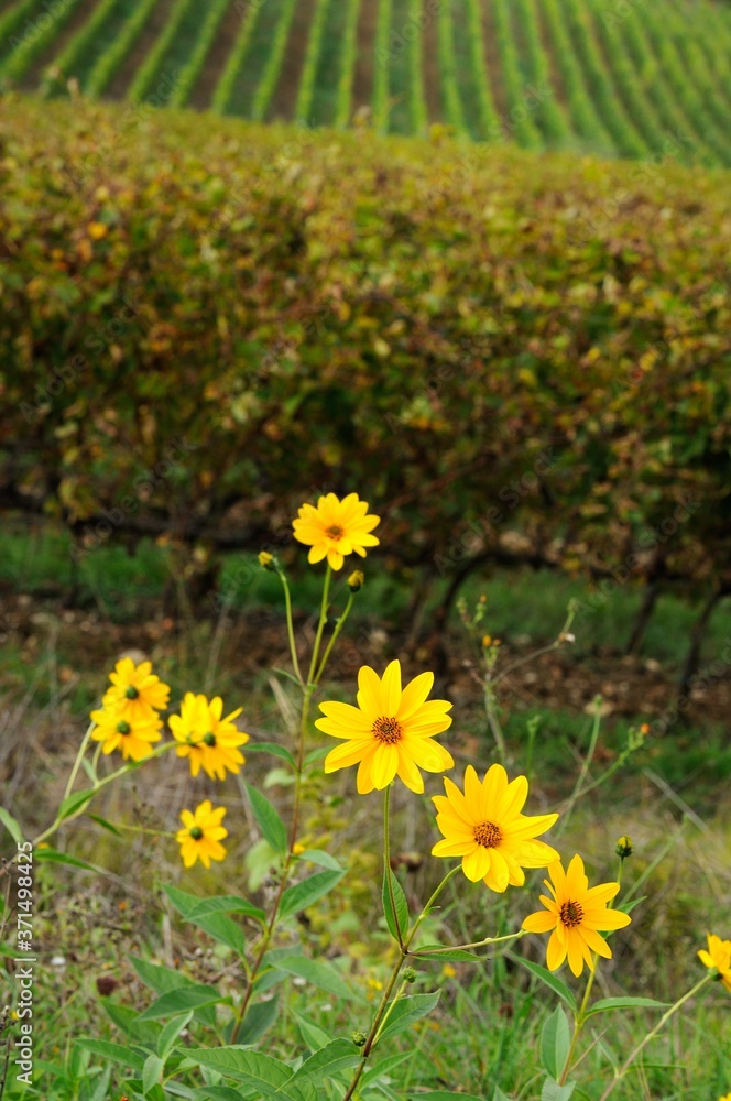 yellow flowers near a vineyard in chianti region, tuscany, italy.