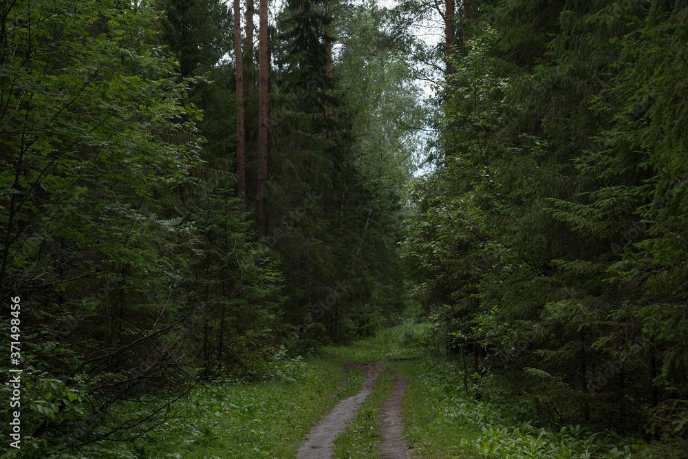 Fototapeta premium Road in the dark forest to holy springs near Svetloyar lake, Voskresenskoe Povetluzhye national park, Russia