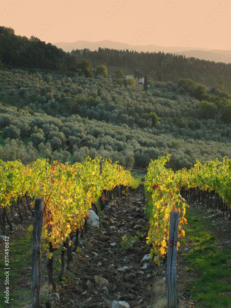 yellow vineyards during autumn season in Chianti region in Tuscany. Italy.