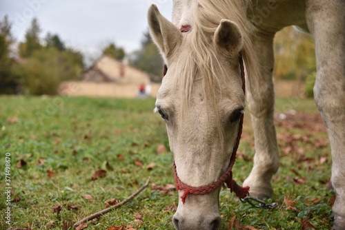 horse in the meadow © Dusanka