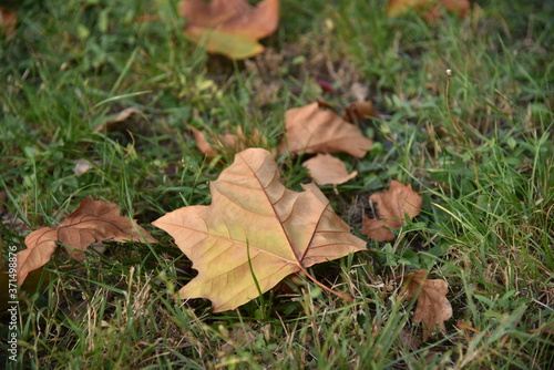 autumn leaves in grass