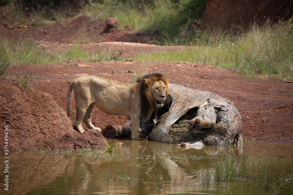 Male Lion Eating Dead Hippo in Kenya, Africa Male Lion Eating Dead Hippo in Kenya, Africa