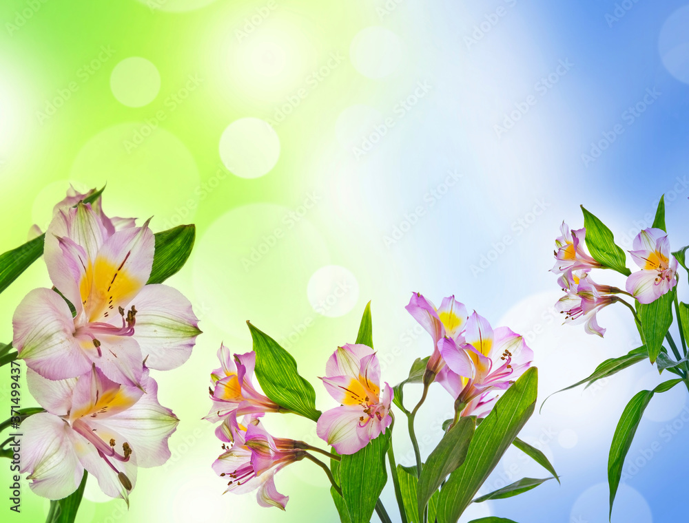 alstromeria flowers isolated on bokeh background alstromeria flowers isolated on bokeh background