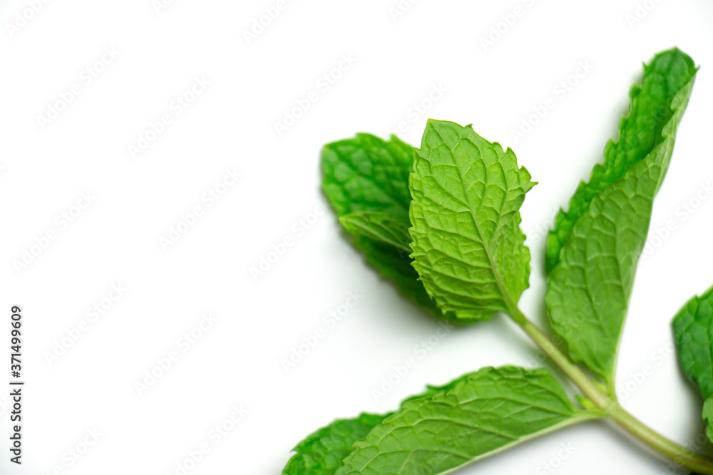 mint leaves isolated on white mint leaves isolated on white