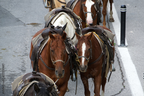 A Group of Horses being Corralled
