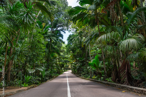 asphalt road through the tropical forest