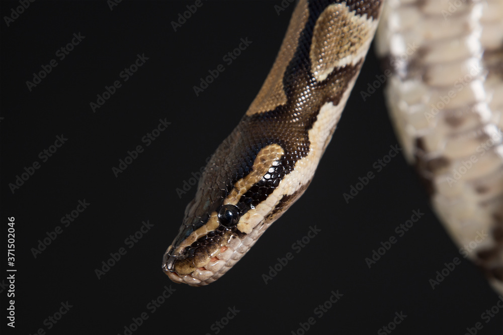 Boa constrictor on a black background.