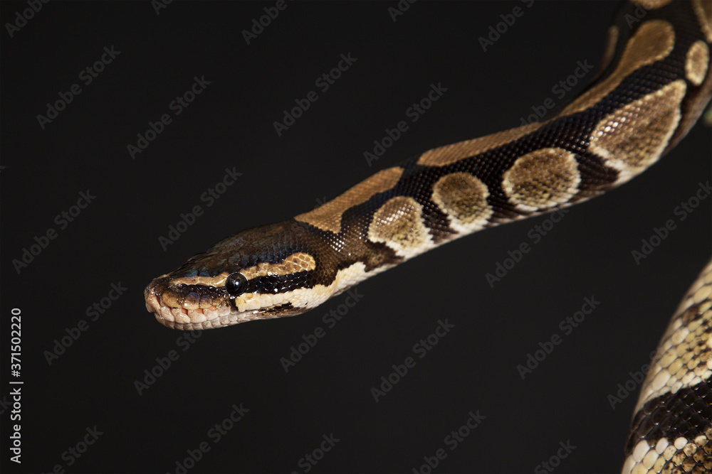Obraz premium Boa constrictor on a black background.