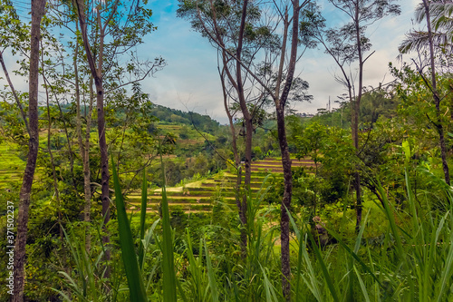 Regular rice terraces viewed through the jungle in the highlands of Bali, Asia