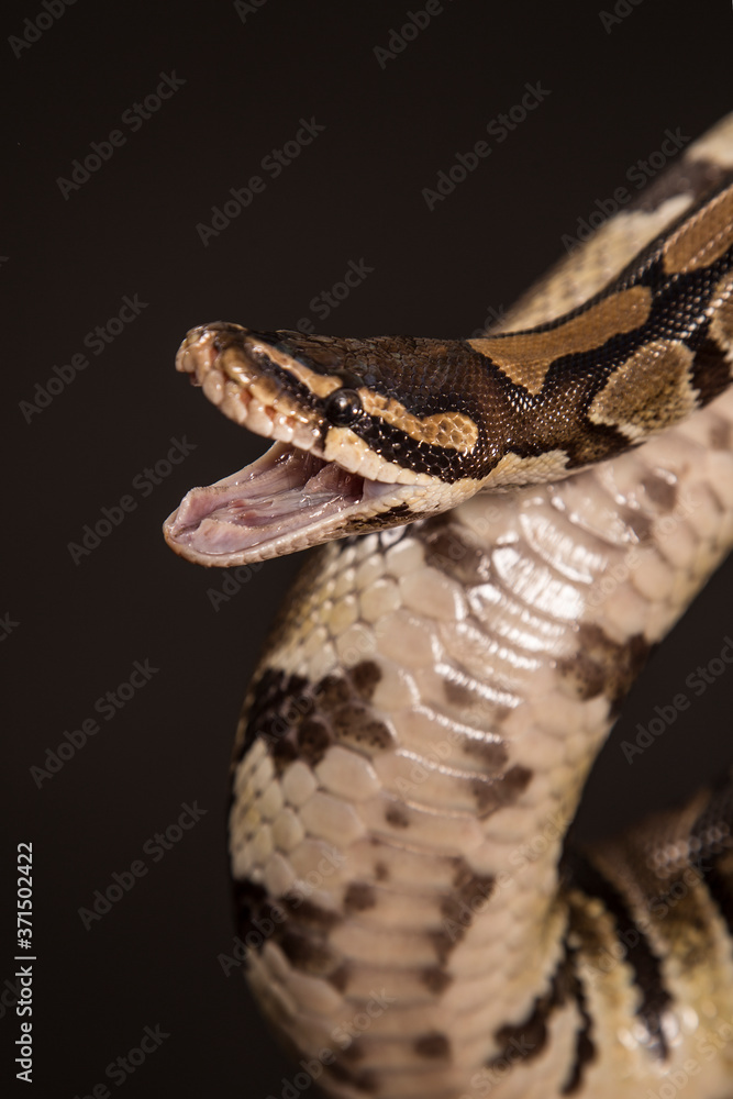 Obraz premium Boa constrictor on a black background.