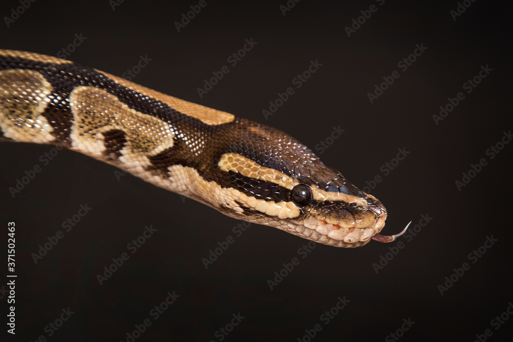 Fototapeta premium Boa constrictor on a black background.