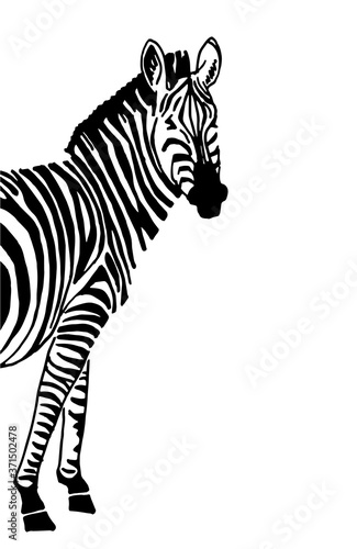 Graphical zebra isolated  vector design cover