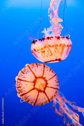 Two purple striped jelly fish on a dark blue background