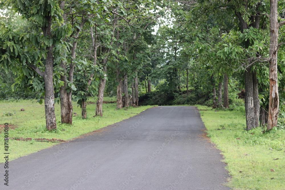Fototapeta premium road in the forest