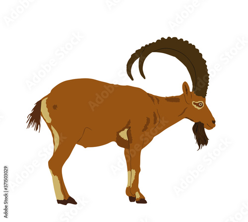 Goat ibex vector illustration isolated on white background. Mountain wildlife animal.