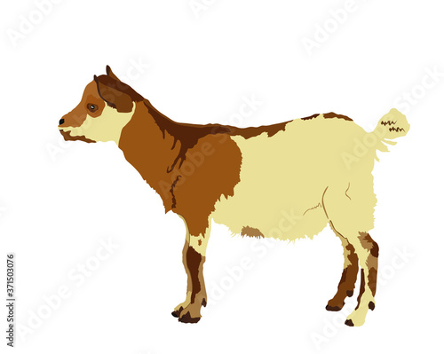 Goatling vector illustration isolated on white background. Little baby goat kid farm animal. 
