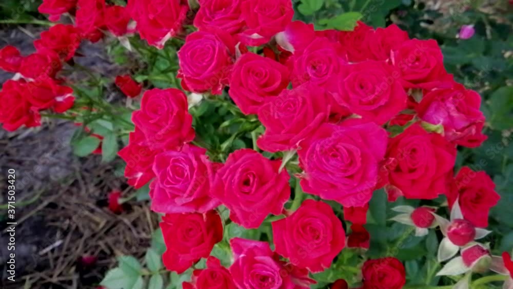 red roses in a garden red roses in a garden