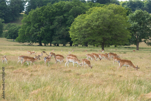 Herd of Fallow Deer grazing in open countryside, in the south of England.
