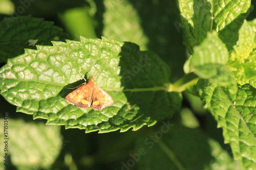 Small butterfly_4560