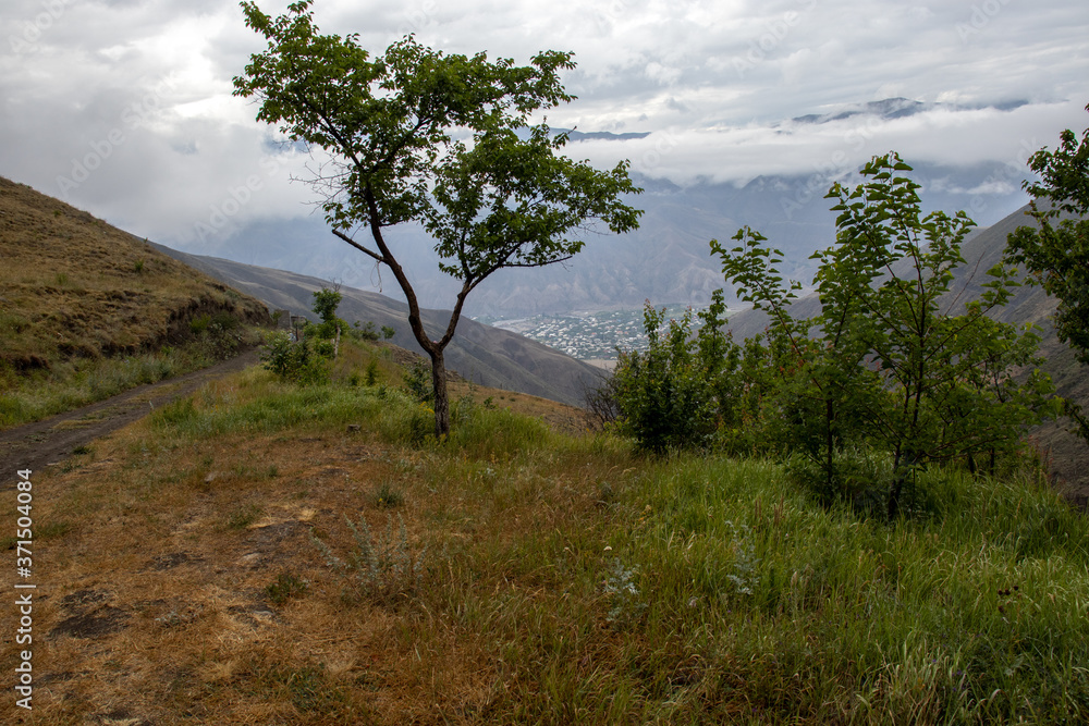 the tree against the backdrop of the mountains. A lonely tree in a valley in the mountains. Tree against the background of mountains and sky. Caucasian mountains the tree against the backdrop of the mountains. A lonely tree in a valley in the mountains. Tree against the background of mountains and sky. Caucasian mountains