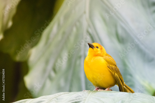 ave amarilla en busqueda de la libertad