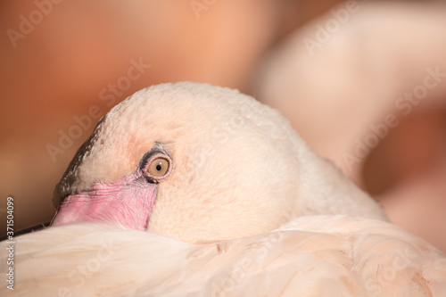 un flamenco mirando fijamente