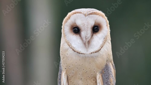 Schleiereule, Tyto alba, close up vom Kopf, schaut direkt in die Kamera und verdreht den Kopf, slow motion