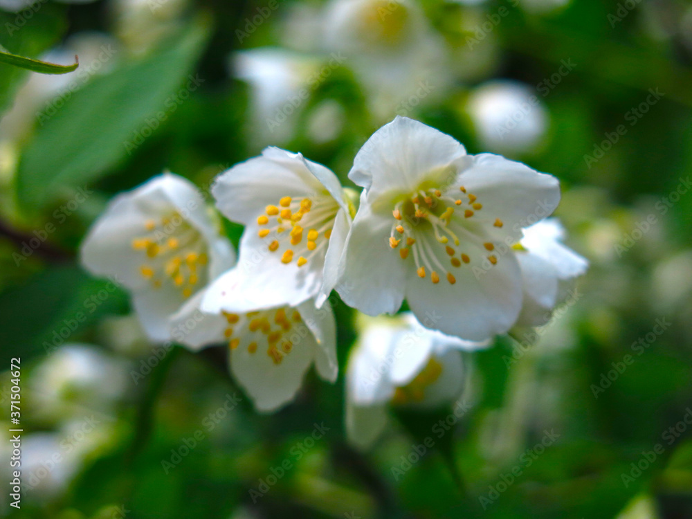 fragrant Jasmine in the garden blooms in summer with white flowers fragrant Jasmine in the garden blooms in summer with white flowers