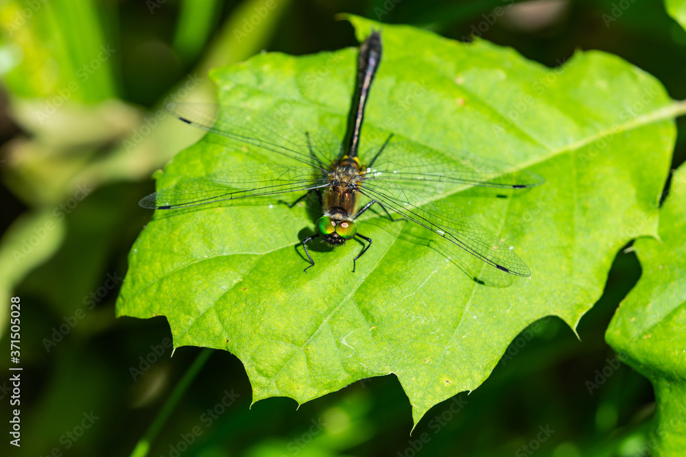 Racket Tailed Emerald Dragonfly in Summer Racket Tailed Emerald Dragonfly in Summer