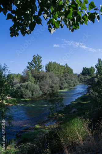 Fototapeta Naklejka Na Ścianę i Meble -  rzeka widok drzewa zieleń lato rośliny
