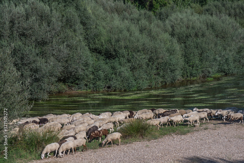 rzeka owce zwierzęta natura drzewa woda rośliny